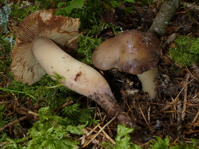 Phaeocollybia lugubris, Gemeiner Wurzelschnitzling